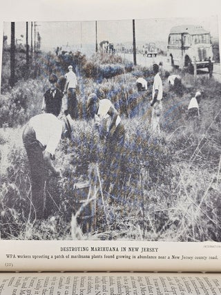 On the Trail of Marihuana: The Weed of Madness