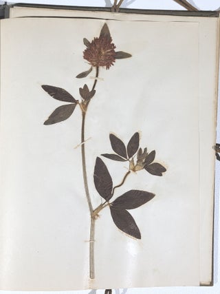 Herbarium and Plant Descriptions