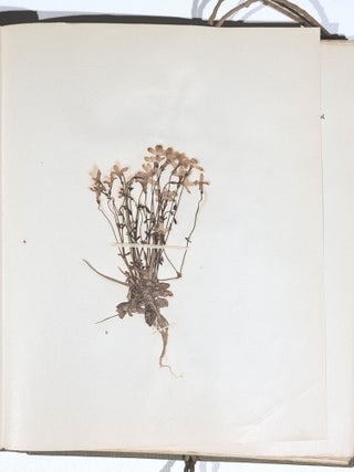 Herbarium and Plant Descriptions