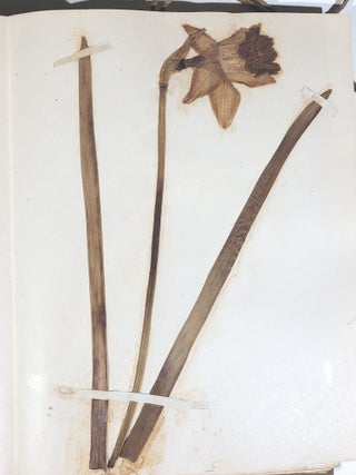 Herbarium and Plant Descriptions